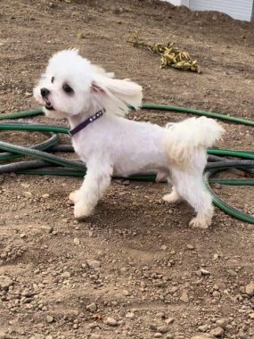 Perro Bichón Maltés Macho Blanco Hugo