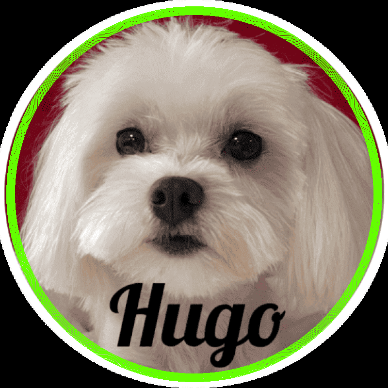 Perro Bichón Maltés Hugo