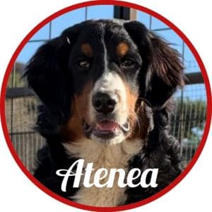 Bouvier_Atenea