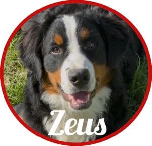 Bouvier_Zeus