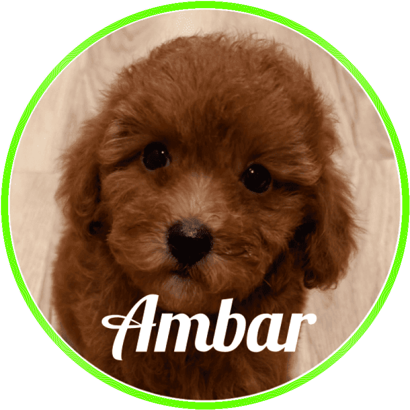caniche Ambar