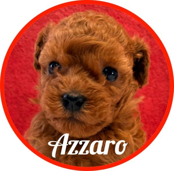 Caniche Azzaro