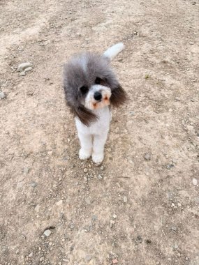Bandido De Logroño
