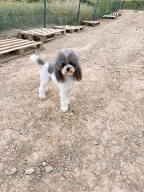 Bandido De Logroño