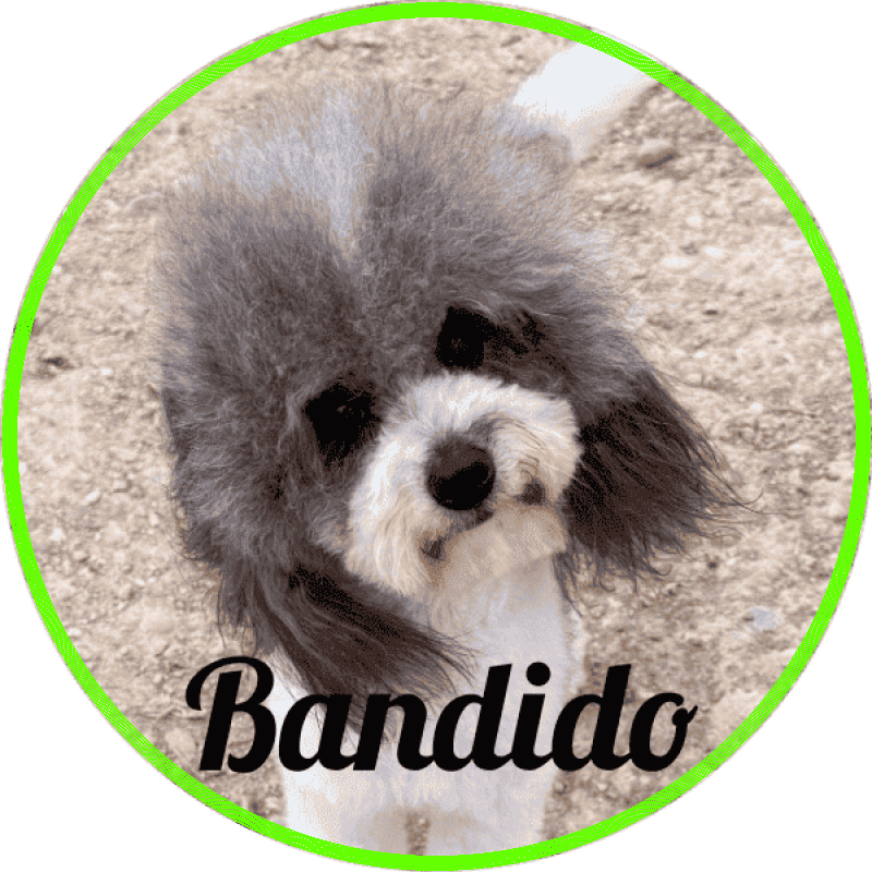 caniche Bandido
