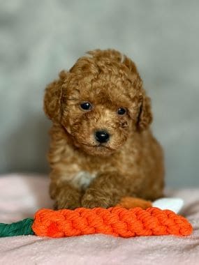 Caniche_Bimbo_A