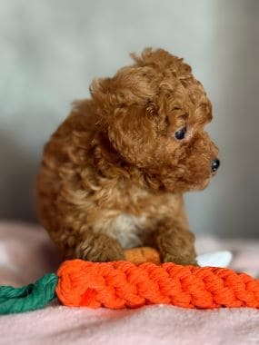 Caniche_Bimbo_B