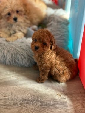 Caniche_Bimbo_C