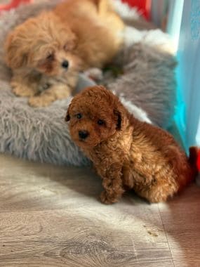 Caniche_Bimbo_D