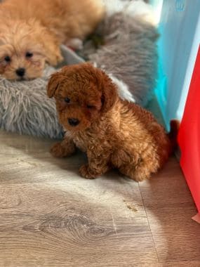 Caniche_Bimbo_F