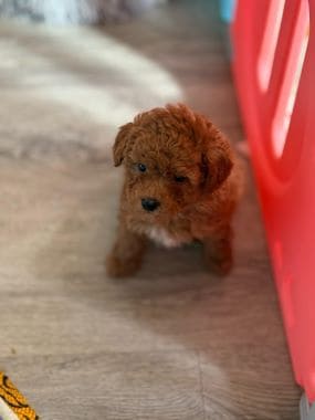 Caniche_Bimbo_G