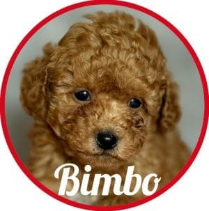 Caniche_Bimbo