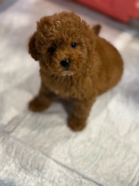 Caniche_Bombón_A