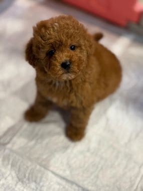 Caniche_Bombón_B