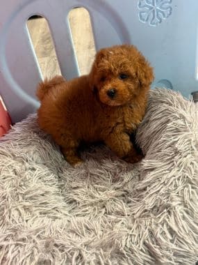 Caniche_Bombón_D