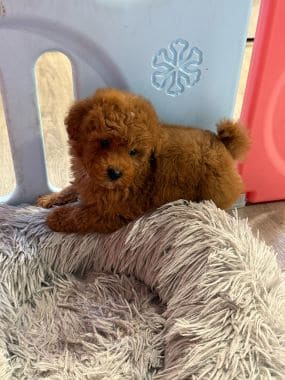Caniche_Bombón_F