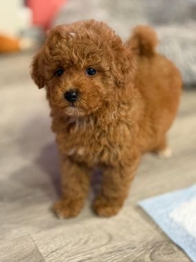 Caniche_Bombón_G