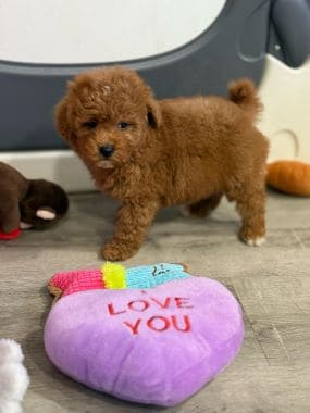 Caniche_Bombón_H