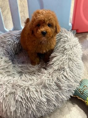 Caniche_Bombón_I