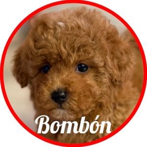 Caniche_Bombón