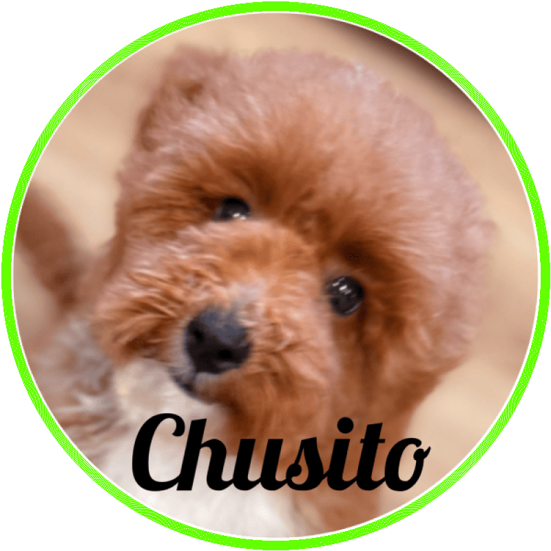 caniche Chusito