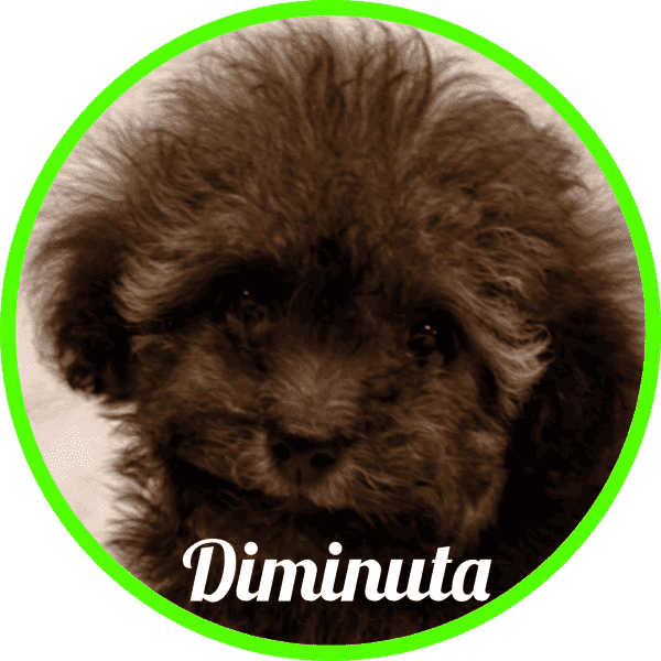 Caniche Choco