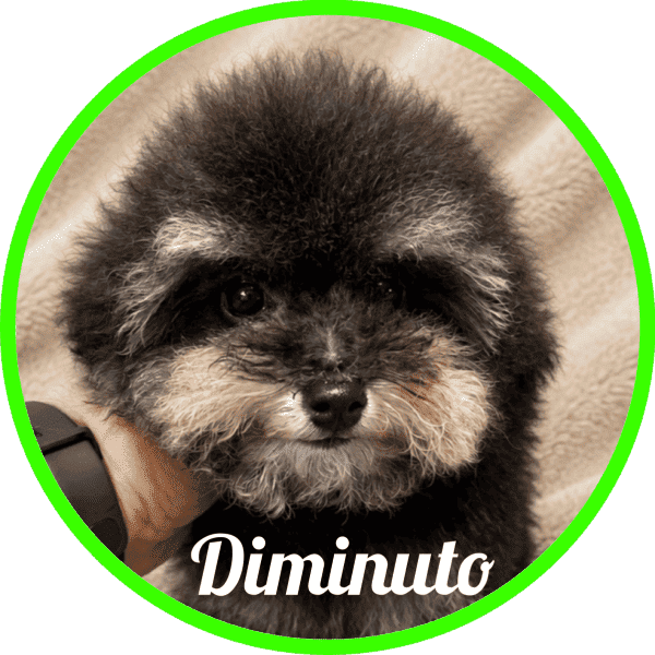 Caniche Diminuto