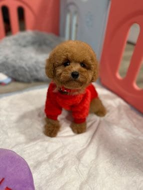 Caniche_Gus_A