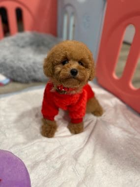 Caniche_Gus_B