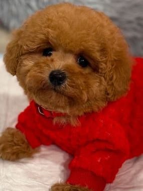 Caniche_Gus_C
