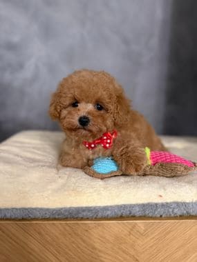 Caniche_Gus_D