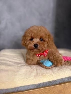 Caniche_Gus_E