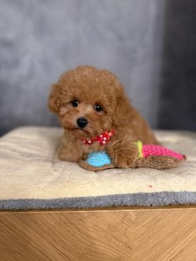 Caniche_Gus_F