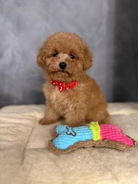 Caniche_Gus_G