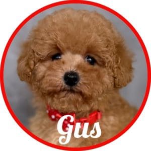 Caniche_Gus