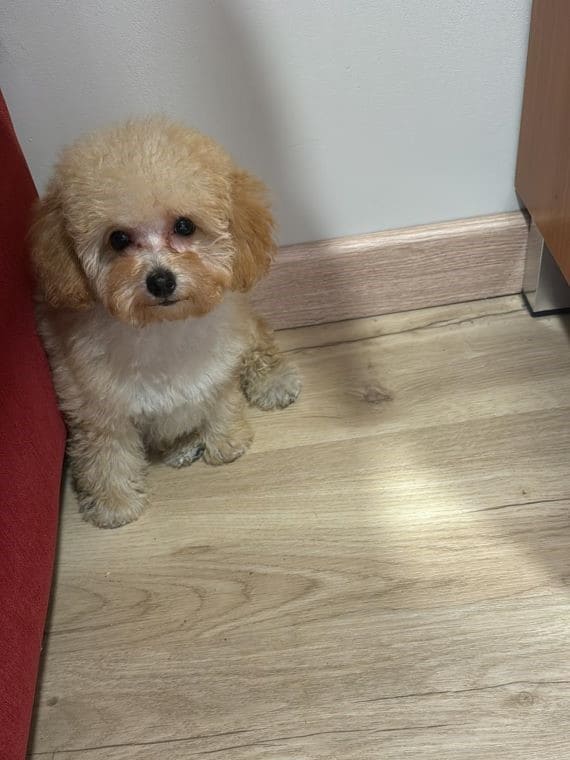 Caniche Lady F