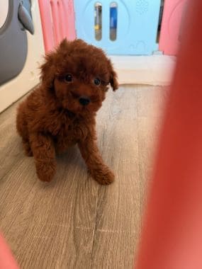 Caniche_Penny_B