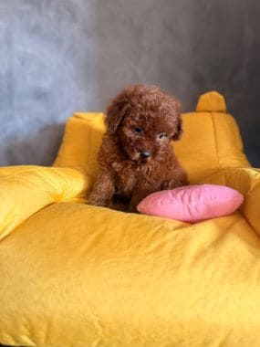 Caniche_Penny_E
