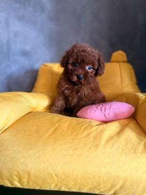 Caniche_Penny_DF