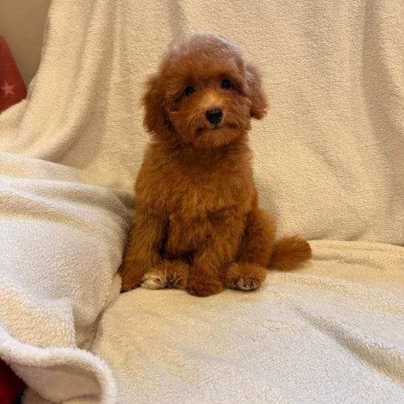 Caniche Diminuta C