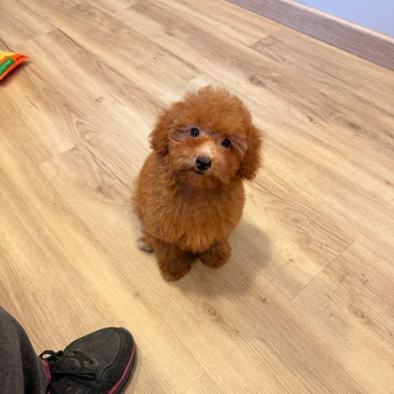 Caniche Diminuta E