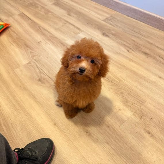 Caniche Diminuta F
