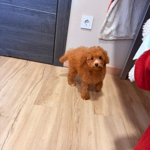 Caniche Diminuta G