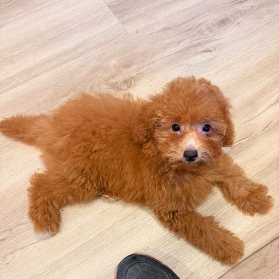 Caniche Diminuta H