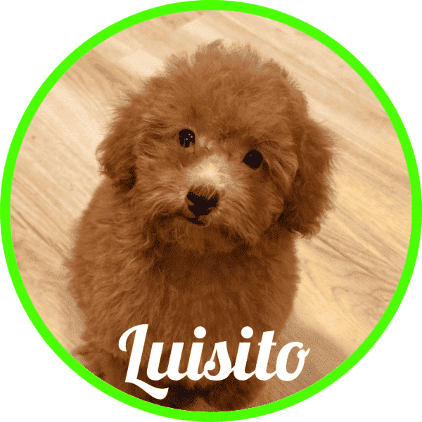 Caniche Cayena