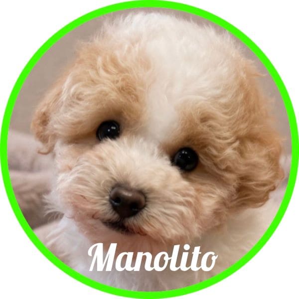 Caniche Manolito