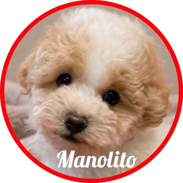 caniche Manolito
