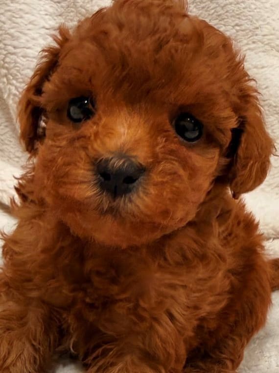 Caniche Baloo C