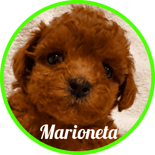 Caniche Choco