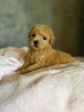 Caniche_Milo_B